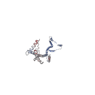 10860_6yny_b_v1-1
Cryo-EM structure of Tetrahymena thermophila mitochondrial ATP synthase - F1Fo composite dimer model