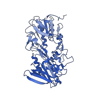 10860_6yny_e_v1-1
Cryo-EM structure of Tetrahymena thermophila mitochondrial ATP synthase - F1Fo composite dimer model
