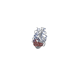 10860_6yny_g1_v1-1
Cryo-EM structure of Tetrahymena thermophila mitochondrial ATP synthase - F1Fo composite dimer model