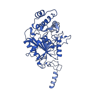 10860_6yny_t_v1-1
Cryo-EM structure of Tetrahymena thermophila mitochondrial ATP synthase - F1Fo composite dimer model