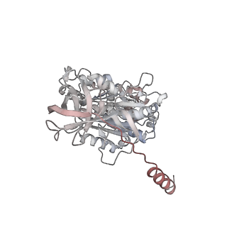 10861_6ynz_A5_v1-1
Cryo-EM structure of Tetrahymena thermophila mitochondrial ATP synthase - F1Fo composite tetramer model