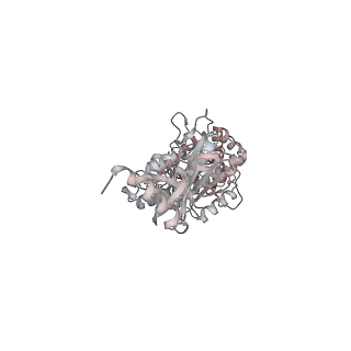 10861_6ynz_B1_v1-1
Cryo-EM structure of Tetrahymena thermophila mitochondrial ATP synthase - F1Fo composite tetramer model