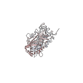 10861_6ynz_B2_v1-1
Cryo-EM structure of Tetrahymena thermophila mitochondrial ATP synthase - F1Fo composite tetramer model
