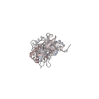 10861_6ynz_B5_v1-1
Cryo-EM structure of Tetrahymena thermophila mitochondrial ATP synthase - F1Fo composite tetramer model