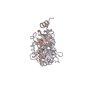 10861_6ynz_C1_v1-1
Cryo-EM structure of Tetrahymena thermophila mitochondrial ATP synthase - F1Fo composite tetramer model