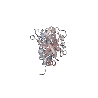 10861_6ynz_C2_v1-1
Cryo-EM structure of Tetrahymena thermophila mitochondrial ATP synthase - F1Fo composite tetramer model
