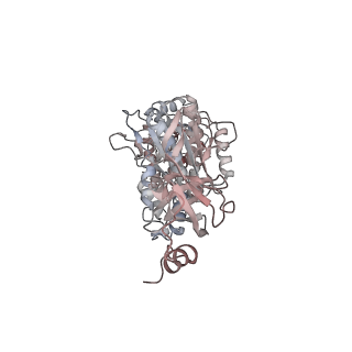 10861_6ynz_C5_v1-1
Cryo-EM structure of Tetrahymena thermophila mitochondrial ATP synthase - F1Fo composite tetramer model