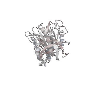 10861_6ynz_E1_v1-1
Cryo-EM structure of Tetrahymena thermophila mitochondrial ATP synthase - F1Fo composite tetramer model