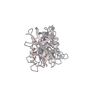 10861_6ynz_E2_v1-1
Cryo-EM structure of Tetrahymena thermophila mitochondrial ATP synthase - F1Fo composite tetramer model
