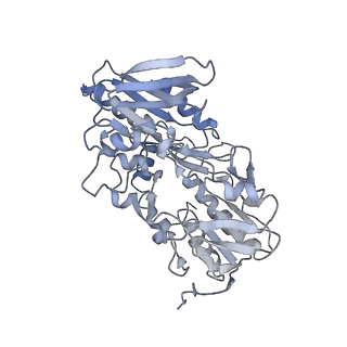 10861_6ynz_E3_v1-1
Cryo-EM structure of Tetrahymena thermophila mitochondrial ATP synthase - F1Fo composite tetramer model