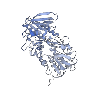 10861_6ynz_E_v1-1
Cryo-EM structure of Tetrahymena thermophila mitochondrial ATP synthase - F1Fo composite tetramer model