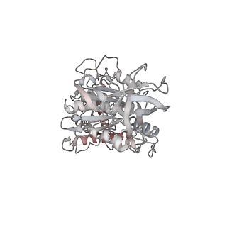 10861_6ynz_F2_v1-1
Cryo-EM structure of Tetrahymena thermophila mitochondrial ATP synthase - F1Fo composite tetramer model