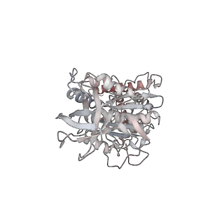 10861_6ynz_F4_v1-1
Cryo-EM structure of Tetrahymena thermophila mitochondrial ATP synthase - F1Fo composite tetramer model