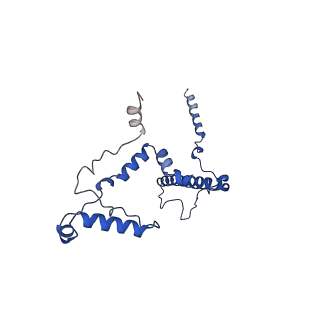 10861_6ynz_F_v1-1
Cryo-EM structure of Tetrahymena thermophila mitochondrial ATP synthase - F1Fo composite tetramer model
