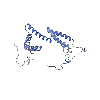 10861_6ynz_H_v1-1
Cryo-EM structure of Tetrahymena thermophila mitochondrial ATP synthase - F1Fo composite tetramer model