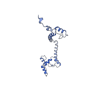 10861_6ynz_K_v1-1
Cryo-EM structure of Tetrahymena thermophila mitochondrial ATP synthase - F1Fo composite tetramer model