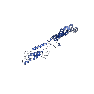 10861_6ynz_M_v1-1
Cryo-EM structure of Tetrahymena thermophila mitochondrial ATP synthase - F1Fo composite tetramer model