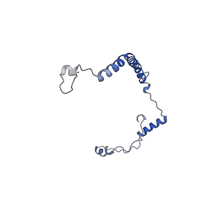10861_6ynz_R_v1-1
Cryo-EM structure of Tetrahymena thermophila mitochondrial ATP synthase - F1Fo composite tetramer model