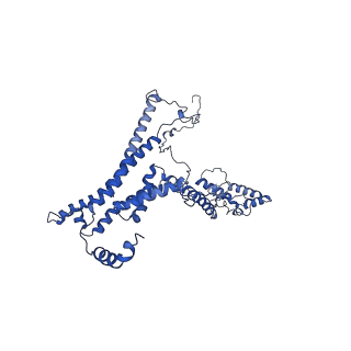 10861_6ynz_a3_v1-1
Cryo-EM structure of Tetrahymena thermophila mitochondrial ATP synthase - F1Fo composite tetramer model