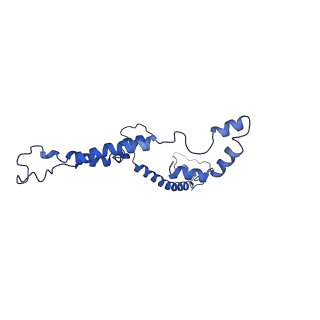 10861_6ynz_i_v1-1
Cryo-EM structure of Tetrahymena thermophila mitochondrial ATP synthase - F1Fo composite tetramer model
