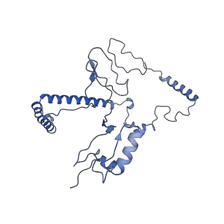 10861_6ynz_j_v1-1
Cryo-EM structure of Tetrahymena thermophila mitochondrial ATP synthase - F1Fo composite tetramer model
