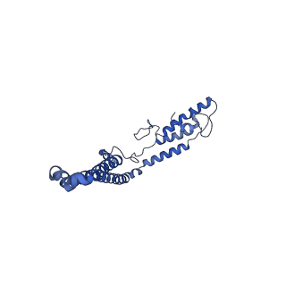 10861_6ynz_m_v1-1
Cryo-EM structure of Tetrahymena thermophila mitochondrial ATP synthase - F1Fo composite tetramer model