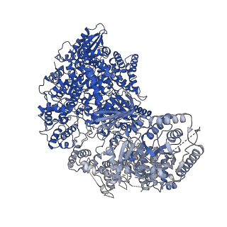 33987_7you_A_v1-1
Cryo-EM structure of RNA polymerase in complex with P protein tetramer of Newcastle disease virus