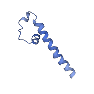 33987_7you_C_v1-1
Cryo-EM structure of RNA polymerase in complex with P protein tetramer of Newcastle disease virus