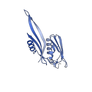 10869_6ypu_f_v1-1
Acinetobacter baumannii ribosome-amikacin complex - 30S subunit body