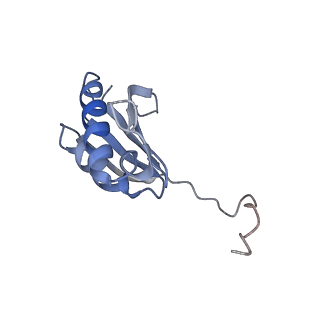 10869_6ypu_l_v1-1
Acinetobacter baumannii ribosome-amikacin complex - 30S subunit body