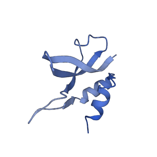 10869_6ypu_q_v1-1
Acinetobacter baumannii ribosome-amikacin complex - 30S subunit body