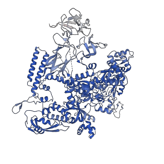 33997_7ypa_D_v1-3
Cryo-EM structure of Escherichia coli hairpin-nucleation complex of transcription termination (TTC-hairpin)
