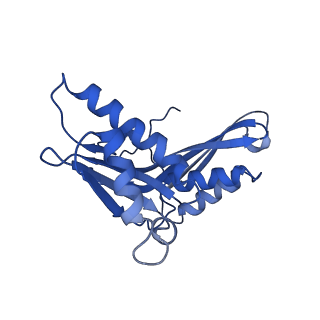 10892_6ys5_d_v1-1
Acinetobacter baumannii ribosome-amikacin complex - 30S subunit head