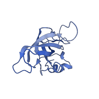 10905_6ysr_K_v1-1
Structure of the P+9 stalled ribosome complex