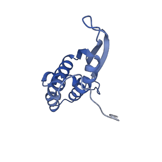 10905_6ysr_N_v1-1
Structure of the P+9 stalled ribosome complex