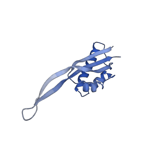 10905_6ysr_S_v1-1
Structure of the P+9 stalled ribosome complex