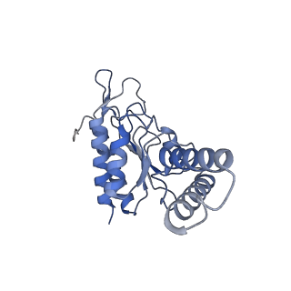 10905_6ysr_b_v1-1
Structure of the P+9 stalled ribosome complex