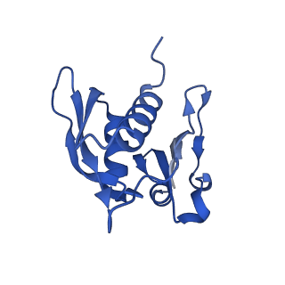 10905_6ysr_h_v1-1
Structure of the P+9 stalled ribosome complex