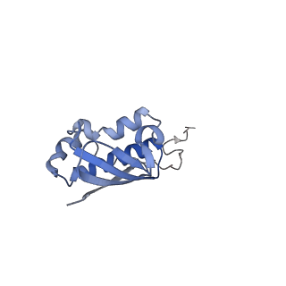 10905_6ysr_i_v1-1
Structure of the P+9 stalled ribosome complex