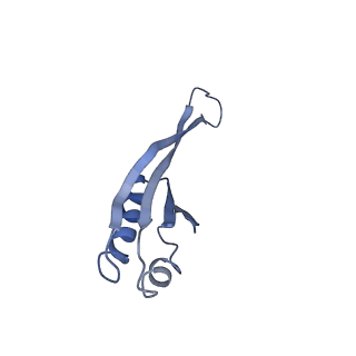 10905_6ysr_j_v1-1
Structure of the P+9 stalled ribosome complex