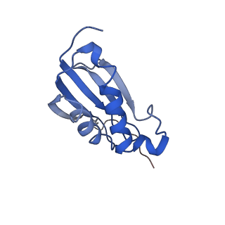 10905_6ysr_k_v1-1
Structure of the P+9 stalled ribosome complex