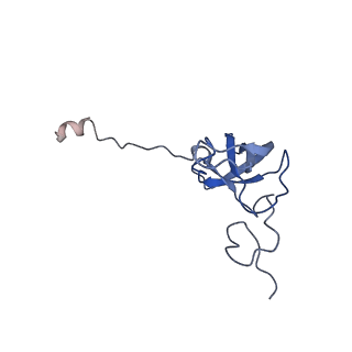 10905_6ysr_l_v1-1
Structure of the P+9 stalled ribosome complex