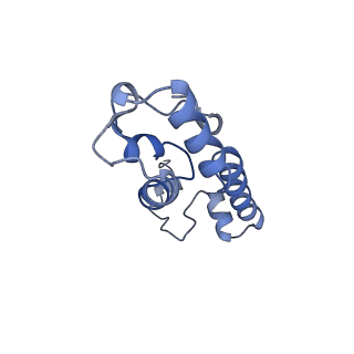 10905_6ysr_m_v1-1
Structure of the P+9 stalled ribosome complex