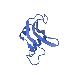 10905_6ysr_p_v1-1
Structure of the P+9 stalled ribosome complex