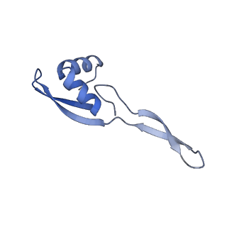 10906_6yss_X_v1-1
Structure of the P+9 ArfB-ribosome complex in the post-hydrolysis state