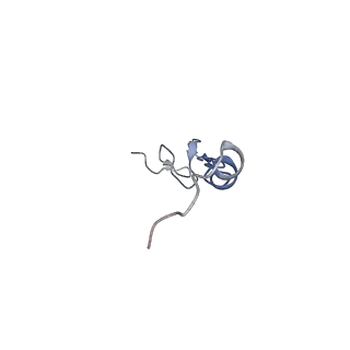 10907_6yst_0_v1-1
Structure of the P+9 ArfB-ribosome complex with P/E hybrid tRNA in the post-hydrolysis state