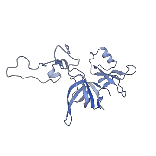 10907_6yst_D_v1-1
Structure of the P+9 ArfB-ribosome complex with P/E hybrid tRNA in the post-hydrolysis state
