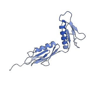 10907_6yst_G_v1-1
Structure of the P+9 ArfB-ribosome complex with P/E hybrid tRNA in the post-hydrolysis state