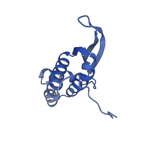 10907_6yst_N_v1-1
Structure of the P+9 ArfB-ribosome complex with P/E hybrid tRNA in the post-hydrolysis state