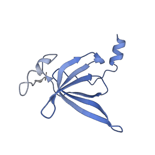 10907_6yst_P_v1-1
Structure of the P+9 ArfB-ribosome complex with P/E hybrid tRNA in the post-hydrolysis state